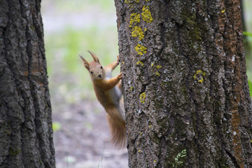 Red-haired squirrel on a tree in the forest. Animals