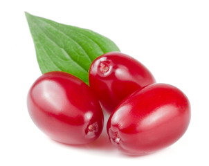 dogwood berry with leaf isolated on white background