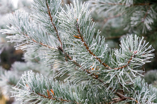 Fototapeta The pine branches covered with hoarfrost during the first frosts.