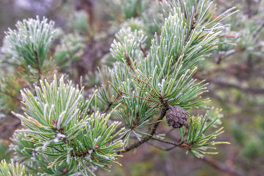 Fototapeta The pine branches covered with hoarfrost during the first frosts.