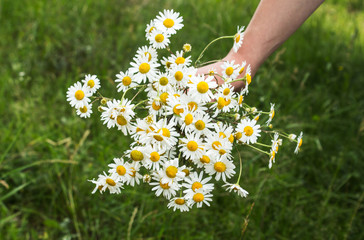 bunch of chamomiles in a hand in a field
