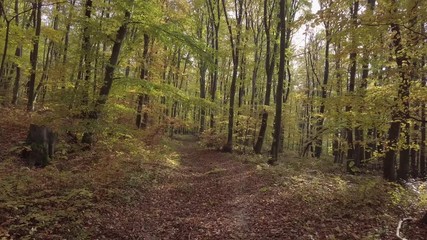 Low level flight inside autumn forest. Original untouched LOG format.