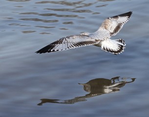 Seagull Reflections