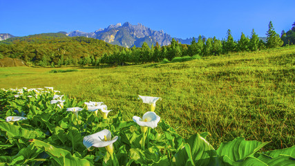 Beautiful white flower with majestic mount kinabalu at background and deep blue sky.