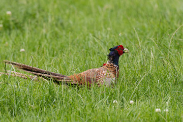 Portrait of wild male pheasants