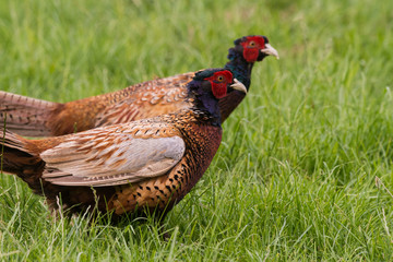 Fototapeta premium Portrait of wild male pheasants