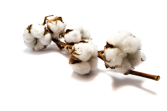 baumwolle Baumwollpflanzen isoliert freigestellt auf weißen Hintergrund, Freisteller
