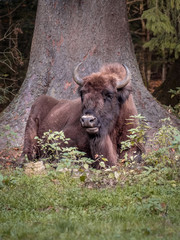 Wisent Büffel im Herbst