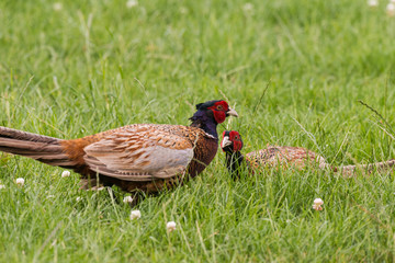 Fototapeta premium Portrait of wild male pheasants