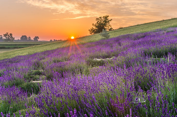 Naklejka na ściany i meble Blooming lavender fields in Poland, beautfiul sunrise