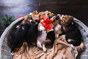 Six beagle puppies sleeping in the basket