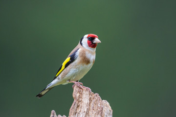 European goldfinch (Carduelis carduelis), Scotland