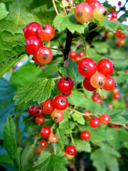 berries of red currant