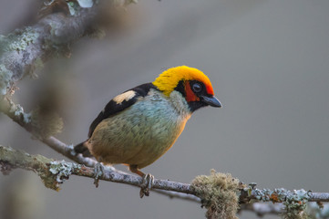 Tanager Bird on Branch