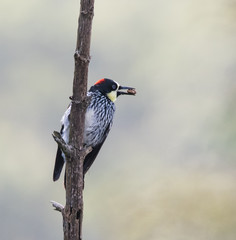 Woodpecker Bird on Branch