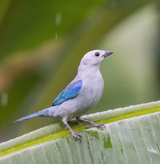 Tanager Bird on Branch