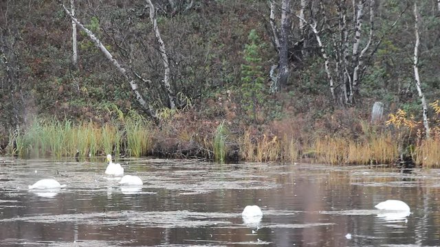 Sample of elegance and pure beauty. Autumn migrating whooper swan (Cygnus cygnus) stopped for rest and feeding on taiga river
