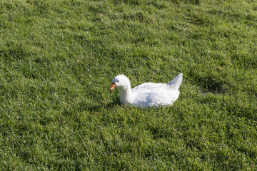 Hausgans auf der Wiese