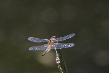Großlibelle sitzt auf Ansitz