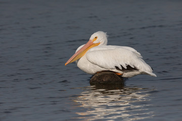 Fototapeta na wymiar American White Pelican resting on a log