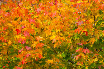 Orange autumn leaves on the trees as background, texture (abstract)