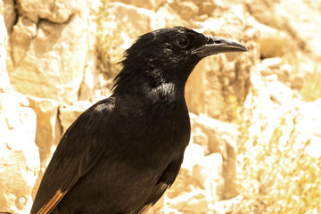 Black Starling