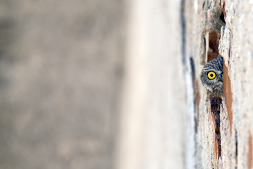 Little owl ( Athene noctua) peeks out of hiding