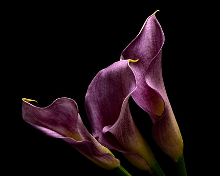 Purple Calla Lilly Trio