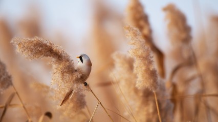 Bearded Tit, male - Reedling (Panurus biarmicus).