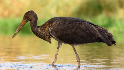 Obraz premium Black stork (Ciconia nigra)
