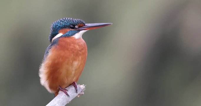 The common kingfisher (Alcedo atthis)