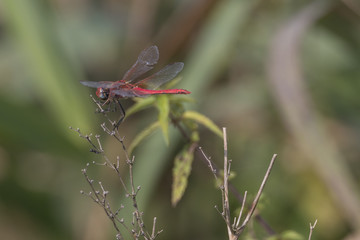 Heidelibelle, sitzt auf Pflanze, Makro