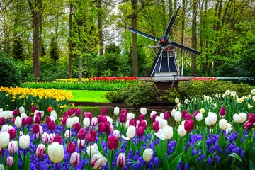 Poster Dutch windmill and colorful fresh tulips in Keukenhof park, Netherlands © janoka82