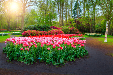 Colorful blooming tulips in spring floral flower garden Keukenhof, Netherlands