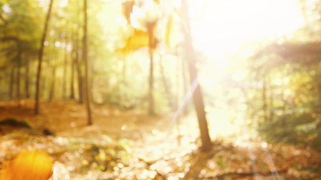 Fallende Herbstbl&auml;tter