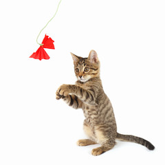 Little kitten is played with a red paper bow on a white background