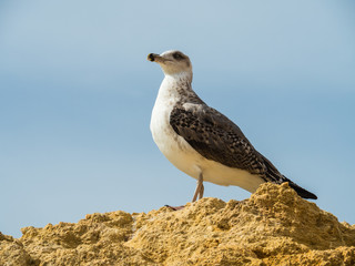 Seagull on the sand beach at Gale, Portugal