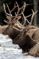 A herd of elk lying in the snow in Banff, Canada