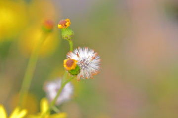 Faded blossom. Close up shot. Macro. 