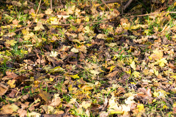 Autumn colours on deciduous trees