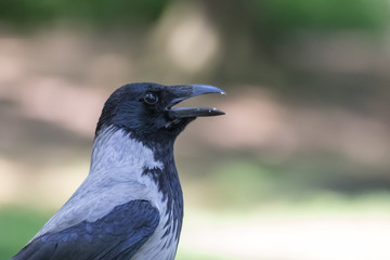 Krähe