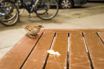 Spatz im Café