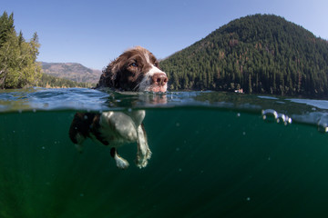 A dog swimming in a lake with a view underwater - Powered by Adobe