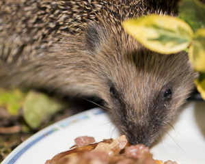 Igel vor dem Winterschlaf im Garten 
