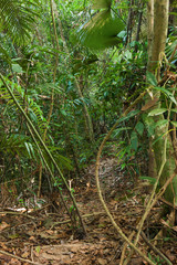 trail in the bamboo thickets tropical jungles of South East Asia