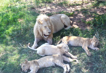 Male Lion and Lion Cubs