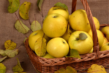 Apples in a basket. Apples on a table. Texture on a background of apples. Fruits in a basket.