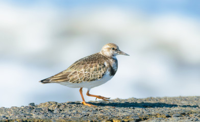 海辺を歩くキョウジョシギ