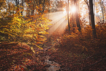 Obraz premium Autumn forest with a foggy sunrise