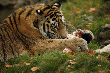 Tygrys trzymający w łapach mięso.